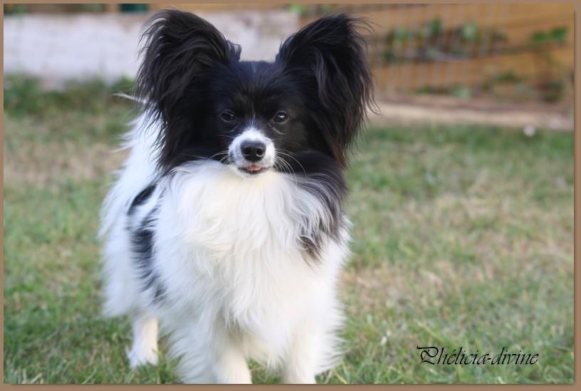 Elevage chiens papillon dans lu0027Eure